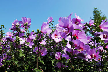 25 Dark Pink ROSE Of SHARON HIBISCUS Syriacus Flower Tree Bush Seeds